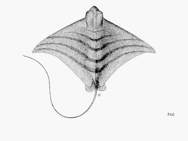 Image of Banded Eagle Ray