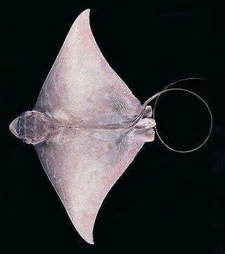 Image of Banded Eagle Ray
