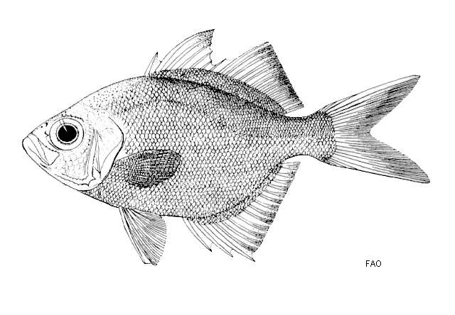 Image of Asiatic glassfishes