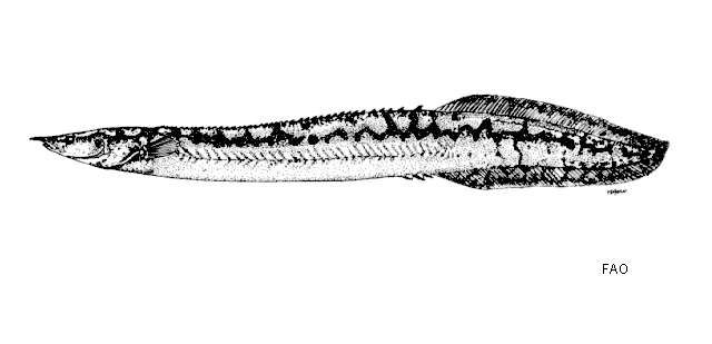 Plancia ëd Mastacembelus armatus (Lacepède 1800)