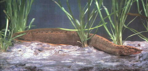 Image of Spiny eel