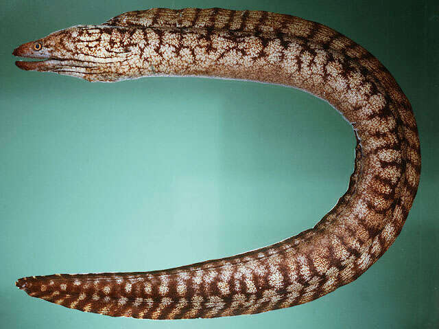 Image of Kidako moray