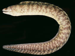 Image of Kidako moray