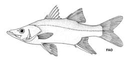 Image of Blackfin snook