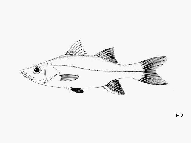 Image of Blackfin snook