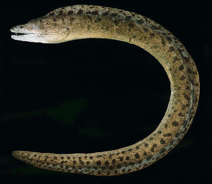 Image of Reeve's moray