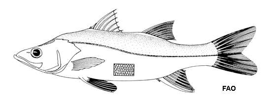 Image of Mexican snook
