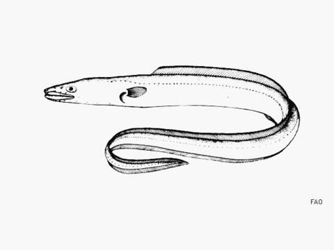 Image of Conger eel