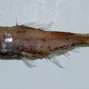 Image of Horned lanternfish