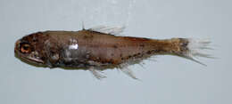 Image of horned lanternfish