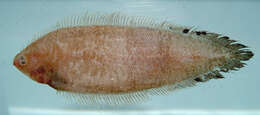 Image of daubed tonguefish