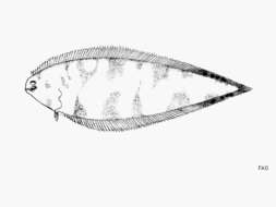 Image of Spottedfin Tonguefish