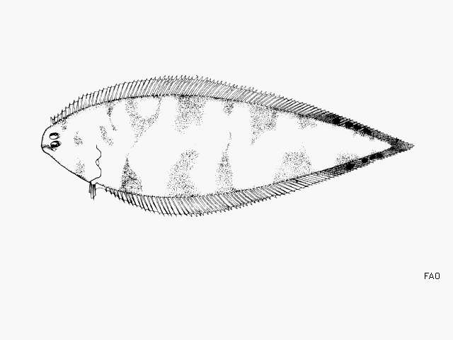 Image of Spottedfin Tonguefish
