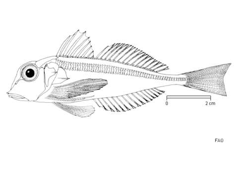 Image of Spiny gurnard