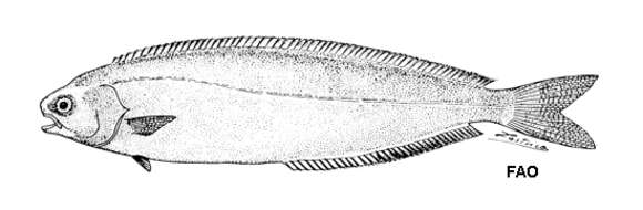 Image of New Zealand ruffe