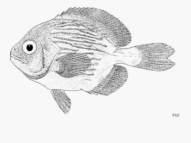 Image of Pemarco blackfish