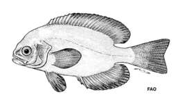 Image of Pemarco blackfish