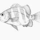 Image of Barred seabass