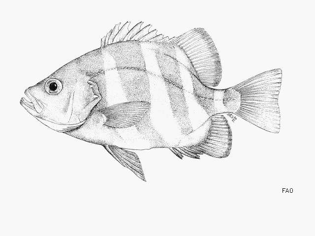 Image of Barred seabass