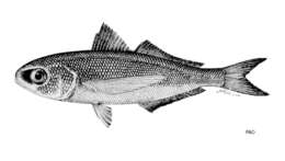Image of Cubiceps