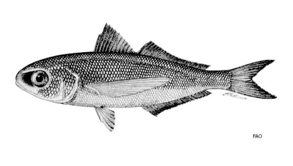 Image of Cubiceps