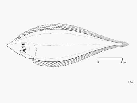 Image of Sharpnose tonguesole