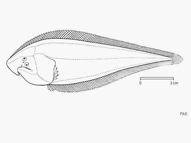 Image of Alcock&#39;s tongue-sole