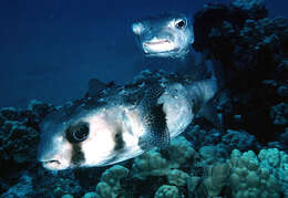 Image of Few-spined Porcupinefish