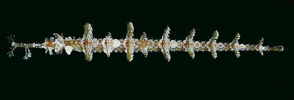 Image of Dusky Pipefish