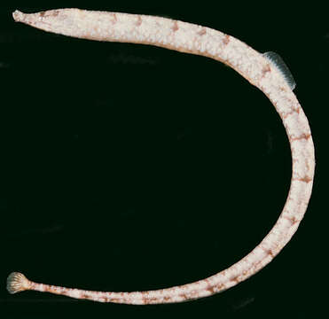 Image of Dusky Pipefish