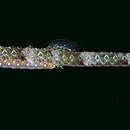 Image of Dusky Pipefish