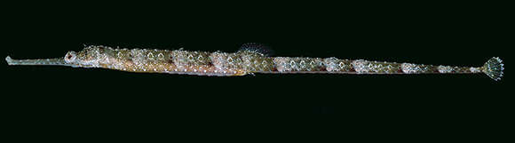 Image of Dusky Pipefish