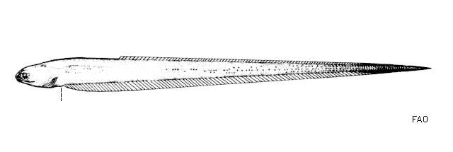 Image of Finless pearlfish