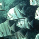 Image of Atlantic Spadefish