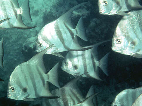 Image of Atlantic Spadefish