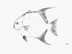 Image of Atlantic Spadefish