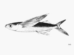 Image of Clearwing Flyingfish