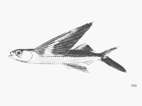 Image of Bandwing Flyingfish