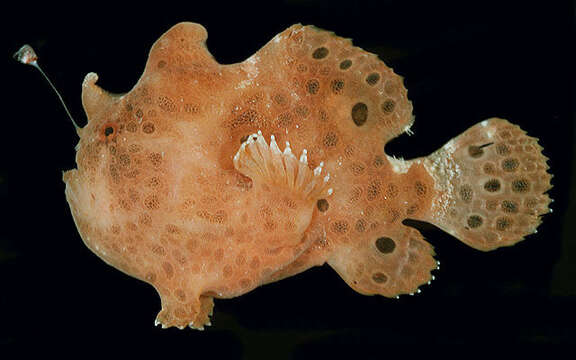 Image of Painted frogfish