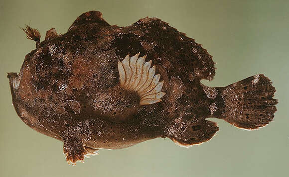 Image of Painted frogfish