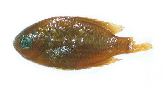 Image of Smith's Damsel