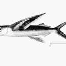 Imagem de Cheilopogon furcatus (Mitchill 1815)