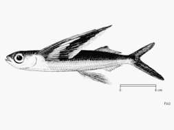 Image of Doublebearded Flyingfish