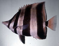 Image of Coralfish