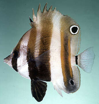Image of Two Spot Coralfish