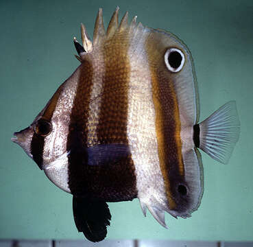 Image of Two Spot Coralfish