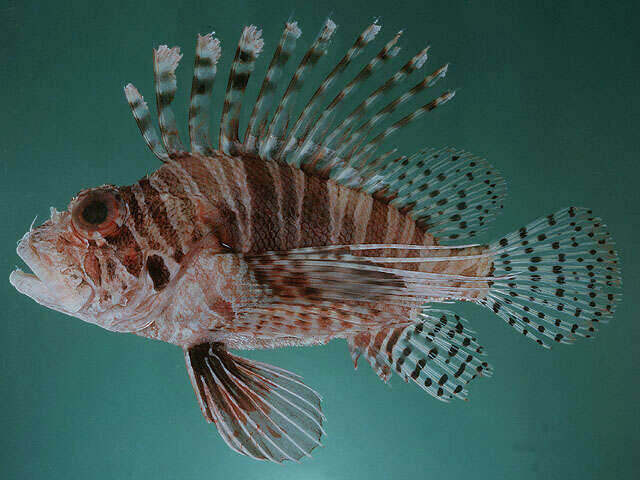 Image of Mombasa lionfish