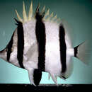 Image of Melba&;s butterflyfish