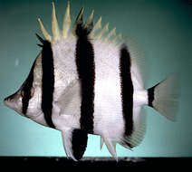 Image of Melba&#39;s butterflyfish
