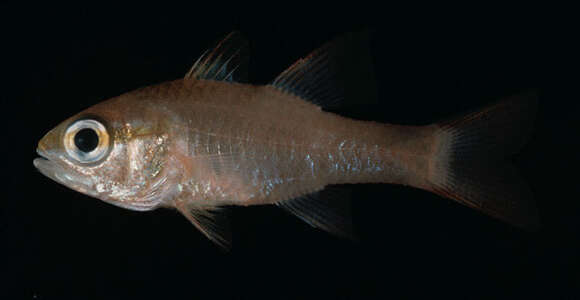 Image of Apogon apogonides